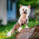 _DSC9953 (480 x 600)
