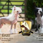 cartaz enzo e zelda